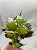 Agave titanota 虎鯊子株(Lize産) 抜き苗発送