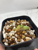 Agave titanota 大白鯊子株①(Lize血統) 抜き苗発送