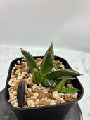 Agave ホリササ(No.46)子株(Lize血統) 抜き苗発送
