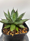 Agave 甲蟹x笹之雪子株(Lize血統) 抜き苗発送