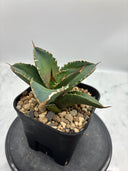 Agave titanota シャークソード子株①(Lize血統）抜き苗発送