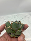 Agave titanota 黒鯨子株(Lize血統) 未発根発送