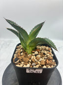 Agave ホリササ(No.31)子株(Lize血統) 抜き苗発送
