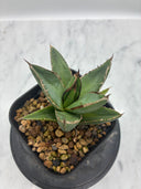 Agave ホリササ(No.37)子株②(Lize血統) 抜き苗発送