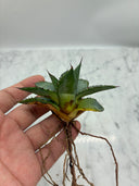 Agave 甲蟹x笹之雪子株(Lize血統) 抜き苗発送