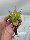 Agave キュービック黄覆輪子株②（台湾産）　抜き苗発送