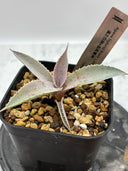 【Indoor Jungle Issue n°11掲載株】Agave 瀧之白絲x血雨雷神子株　(Lize血統) 抜き苗発送