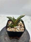 Agave titanota シーザー子株(Lize血統)　抜き苗発送
