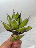 Agave ホリササ(No.38)(Lize血統) 抜き苗発送