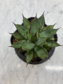 Agave 甲蟹x笹之雪子株(Lize血統) 抜き苗発送