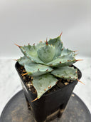 Agave 甲蟹交種子株①(Lize血統) 抜き苗発送