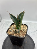 Agave titanota SAD子株②(Lize血統）抜き苗発送
