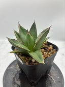 Agave ホリササ(No.37)子株②(Lize血統) 抜き苗発送