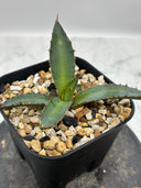 Agave 特選萬代厳龍子株(Lize血統) 抜き苗発送