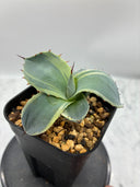 Agave Orizaba子株（US血統）抜き苗発送