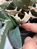 Agave titanota SAD子株②(南アフリカ血統）抜き苗発送