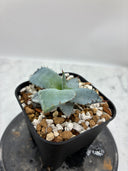 Agave 甲蟹x屈原(No.？)子株①(Lize血統) 抜き苗発送