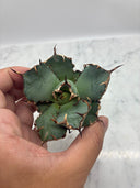 Agave titanota 黒鯨子株(Lize血統) 未発根発送