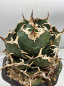 Agave titanota 白鯨子株③(Lize血統）抜き苗発送