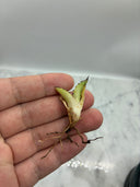 Agaveホリダx黒火焔子株(Lize血統) 抜き苗発送