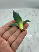 Agave 甲蟹x屈原(No.31)子株④(Lize血統) ベアルート発送