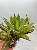 Agave ホリササ(No.12)(Lize血統) 抜き苗発送