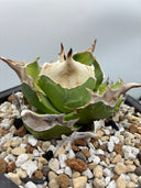 Agave titanota 白犀牛子株（Lize血統）抜き苗発送