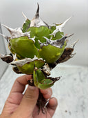 Agave titanota 虎鯊子株(Lize産) 抜き苗発送