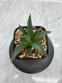 Agave ホリササ子株②(No.2)(Lize血統) 抜き苗発送