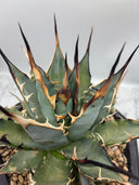 Agave 妖帝子株① タイ趣味家から輸入 抜き苗発送