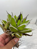 Agave ホリササ(No.30)子株(Lize血統) 抜き苗発送