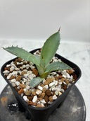Agave 甲蟹x屈原(No.？)子株⑤(Lize血統) 抜き苗発送