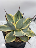 Agave Orizaba子株（US血統）抜き苗発送