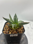 Agave ホリササ(No.21)子株(Lize血統) 抜き苗発送