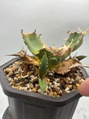 Agave titanota 白鯨子株①(Lize血統) 抜き苗発送