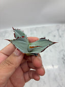甲蟹x屈原子株（No.42) Lize血統 第2世代　抜き苗発送