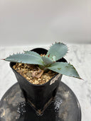 Agave 激怒之舞(No.53)子株①(Lize血統) 抜き苗発送