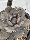 【Indoor Jungle Issue n°11掲載株】Agave 瀧之白絲x血雨雷神子株　(Lize血統) 抜き苗発送