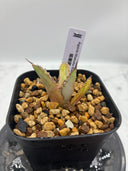 Agave titanota 姫厳龍子株(Lize産) 抜き苗発送