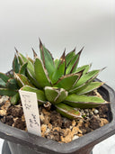 Agave ホリササ(No.70)親株（子株つき）(Lize血統) 抜き苗発送
