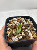 Agave titanota 大白鯊子株①(Lize血統) 抜き苗発送