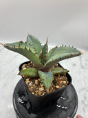Agave titanota 黒鯨子株②(Lize血統) 未発根発送