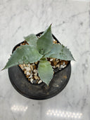 Agave 激怒之舞(No.42)子株(Lize血統) 抜き苗発送
