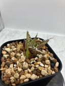 Agave titanota フィリグリー子株①(Lize血統）抜き苗発送