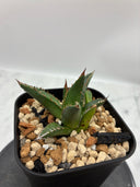 Agave ホリササ(No.46)子株(Lize血統) 抜き苗発送