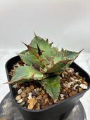 Agave titanota シーザー子株(Lize血統)　抜き苗発送