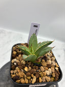 Agave titanota フィリグリー子株①(Lize血統）抜き苗発送