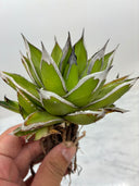 Agave ホリササ(No.31)(Lize血統) 抜き苗発送