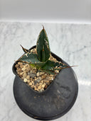 Agave titanota SAD子株②(Lize血統）抜き苗発送