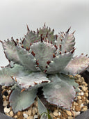 Agave 瀧之白絲x血雨雷神子株　(Lize血統) 抜き苗発送